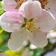 Apple Flower.jpg
